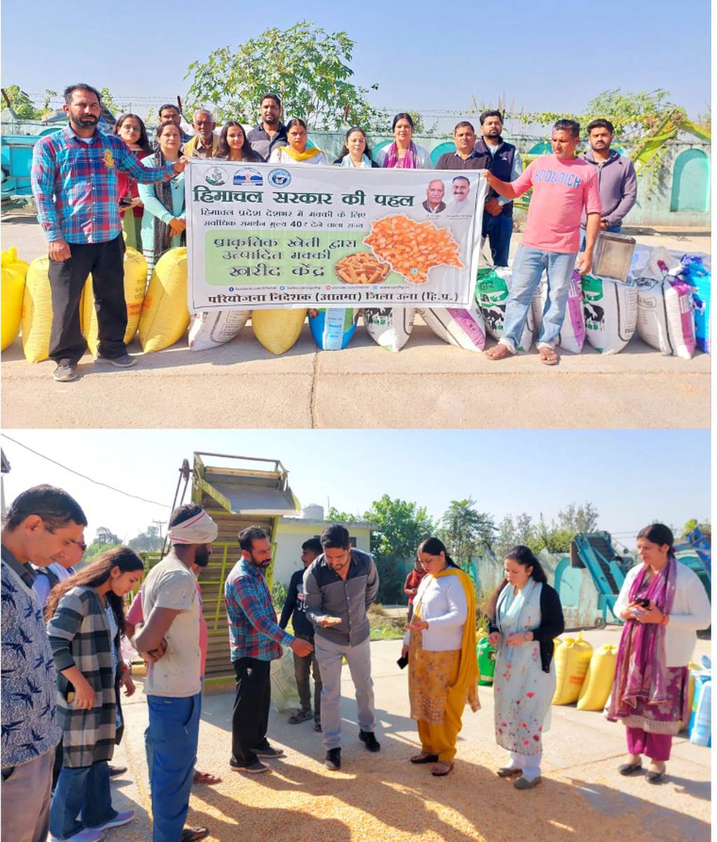 80 quintals of maize grown through natural farming were purchased from 16 farmers in Una